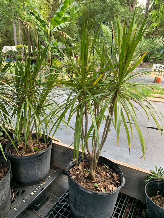 Dracaena Marginata (Dragon Tree)