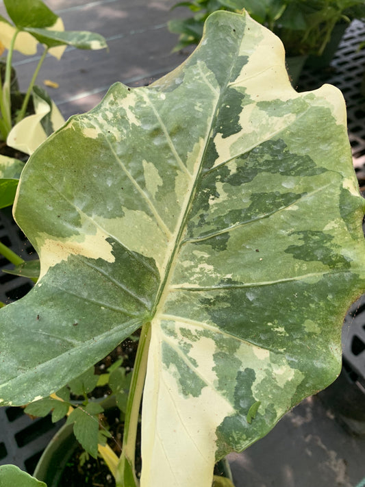 Variegated Alocasia