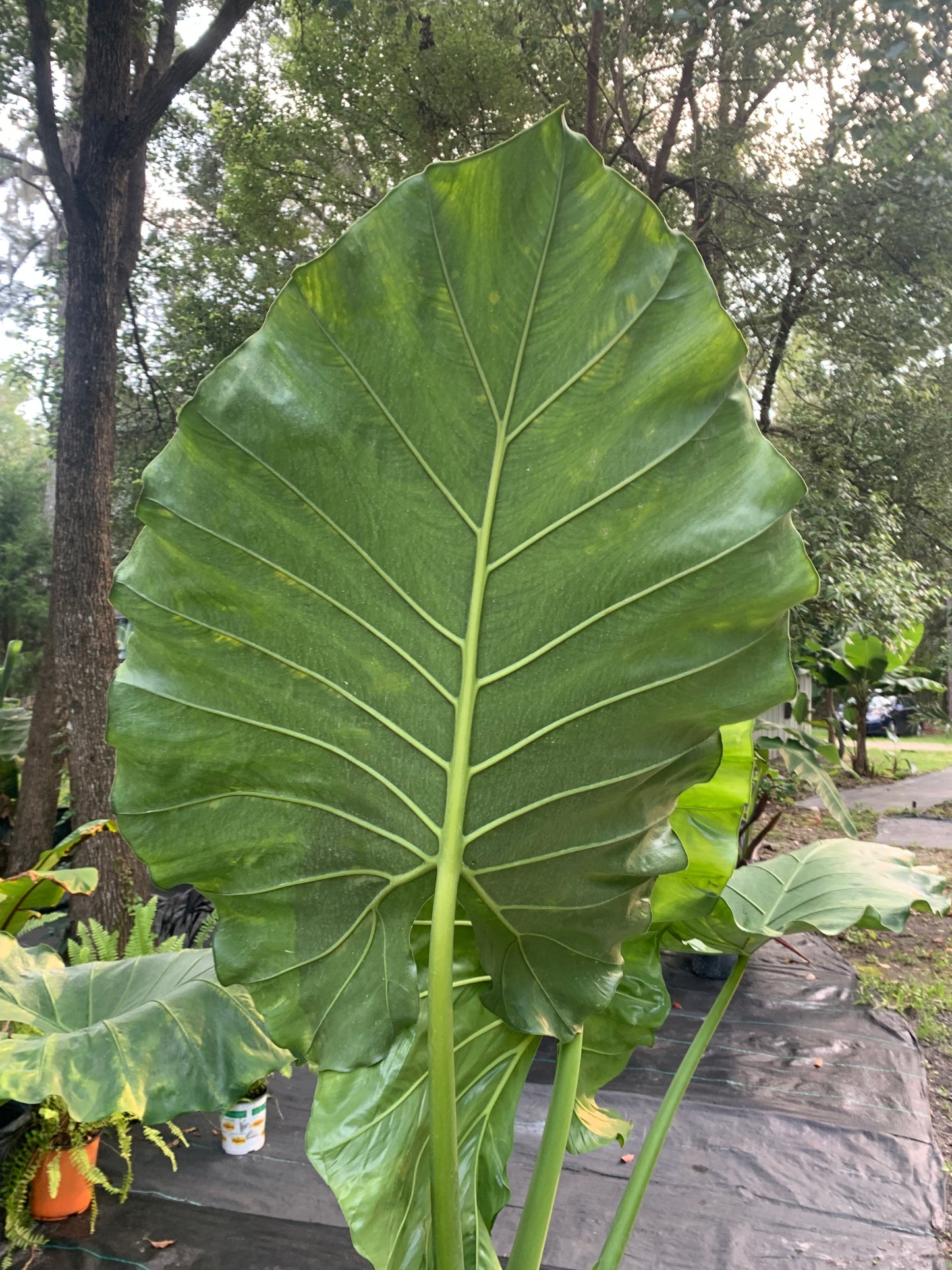 Alocasia borneo giant 6 feet tall