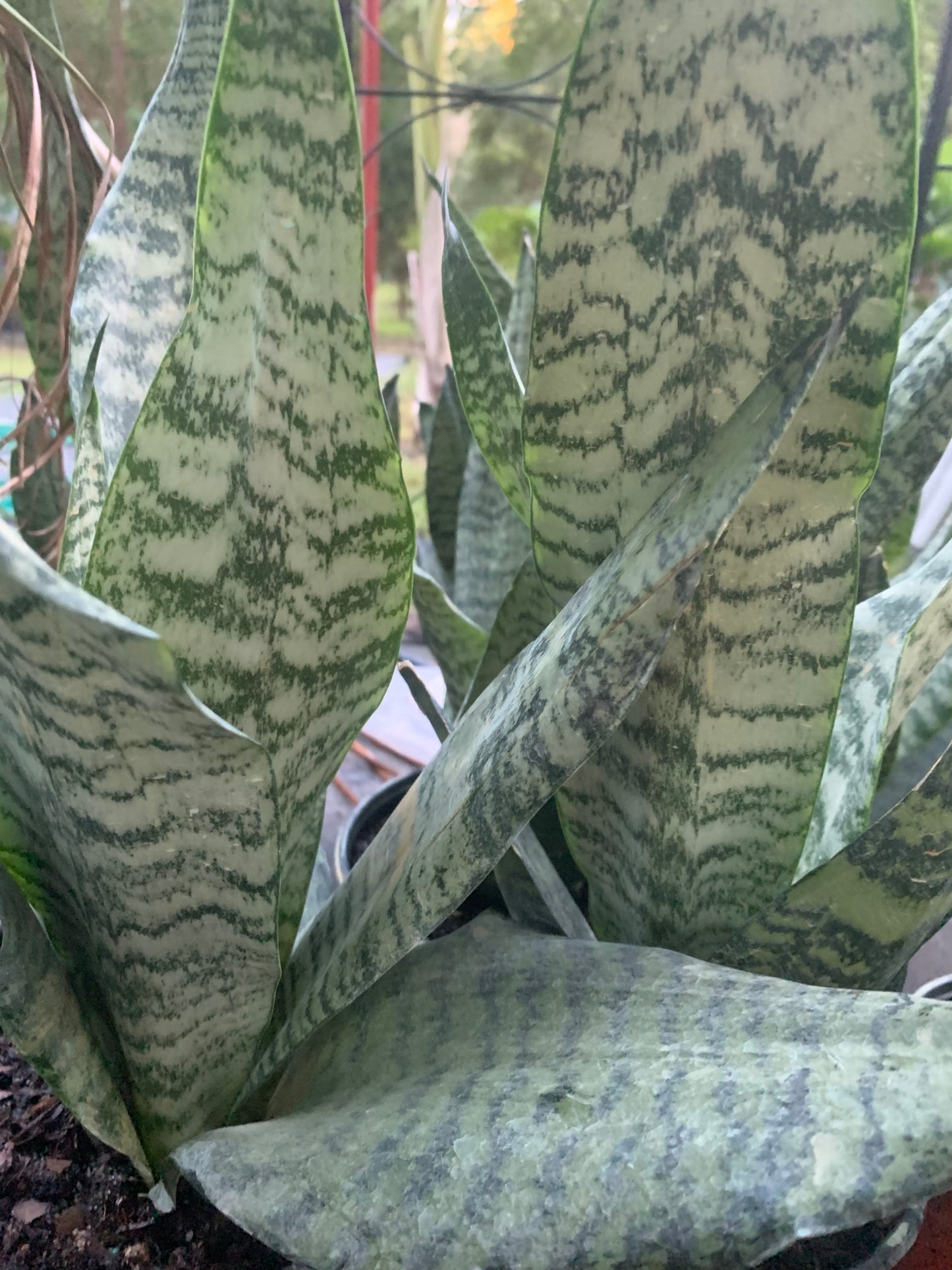 Black Sansevieria snake plant