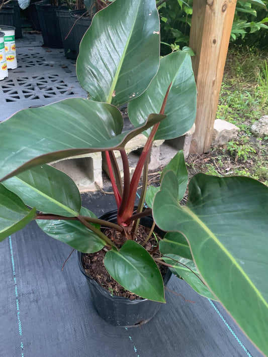 Philodendron Rojo congo