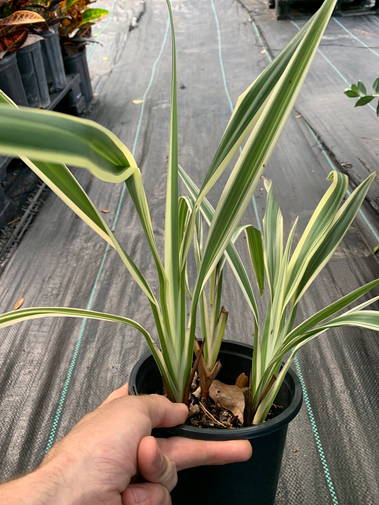 Variegated Flax Lily 1 gallon