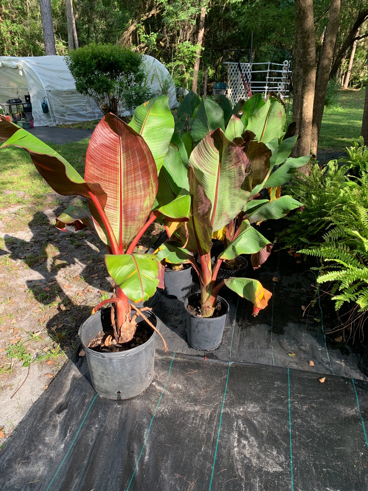 Banana ensete