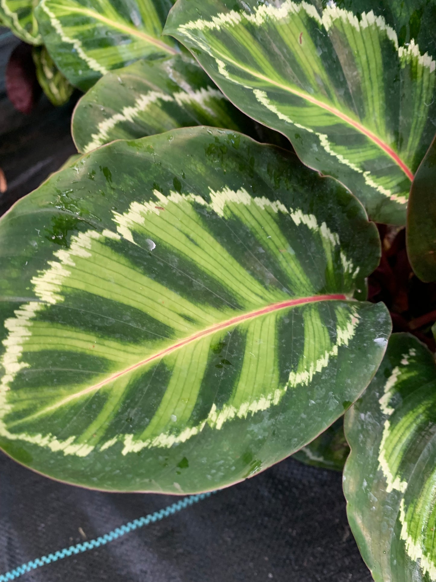 Calathea Prayer Plant