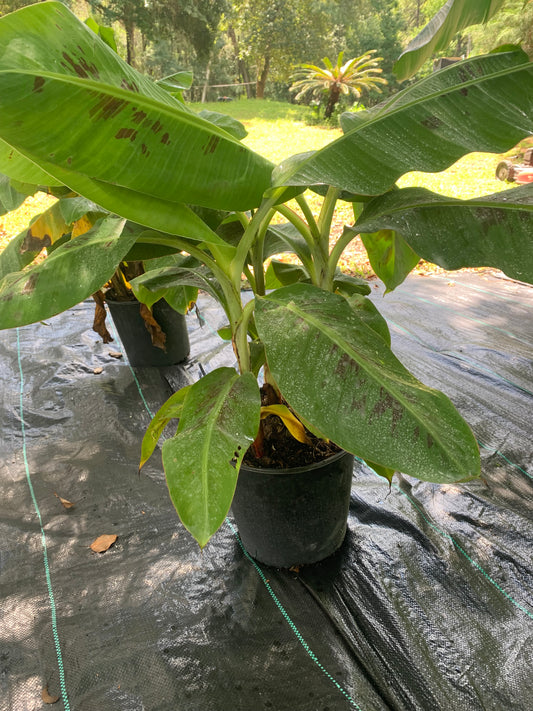 Dwarf Cavendish Banana Tree