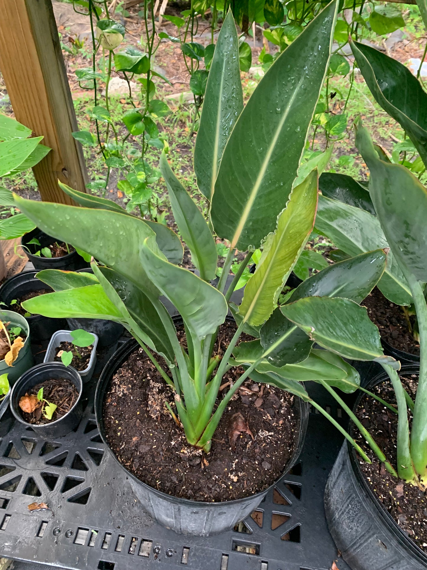 Bird of paradise orange 7 gallon