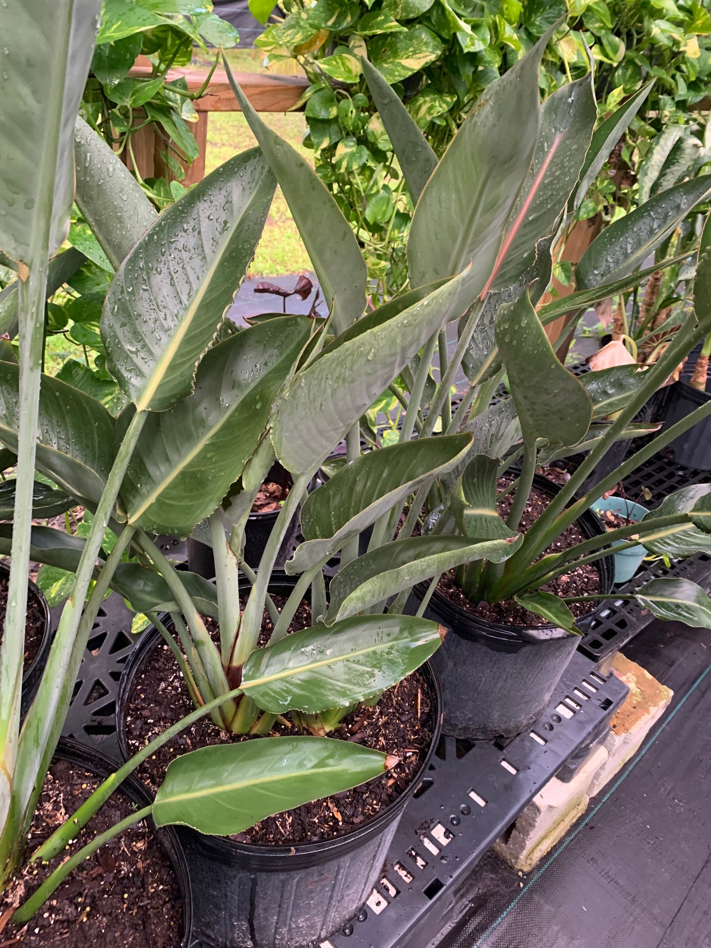 Bird of paradise orange 7 gallon