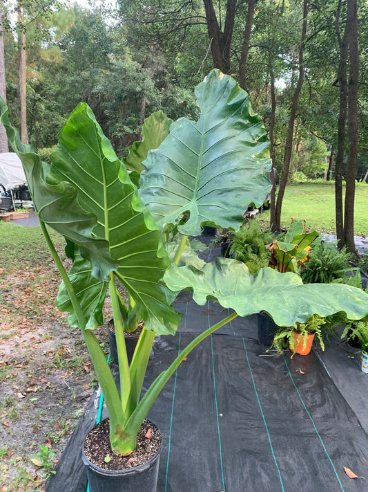 Alocasia borneo giant 6 feet tall