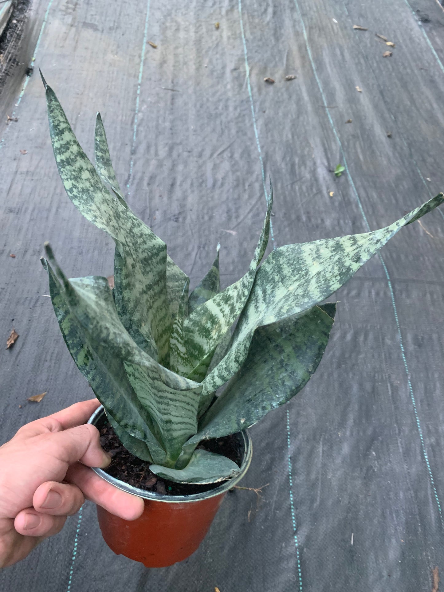 Black Sansevieria snake plant