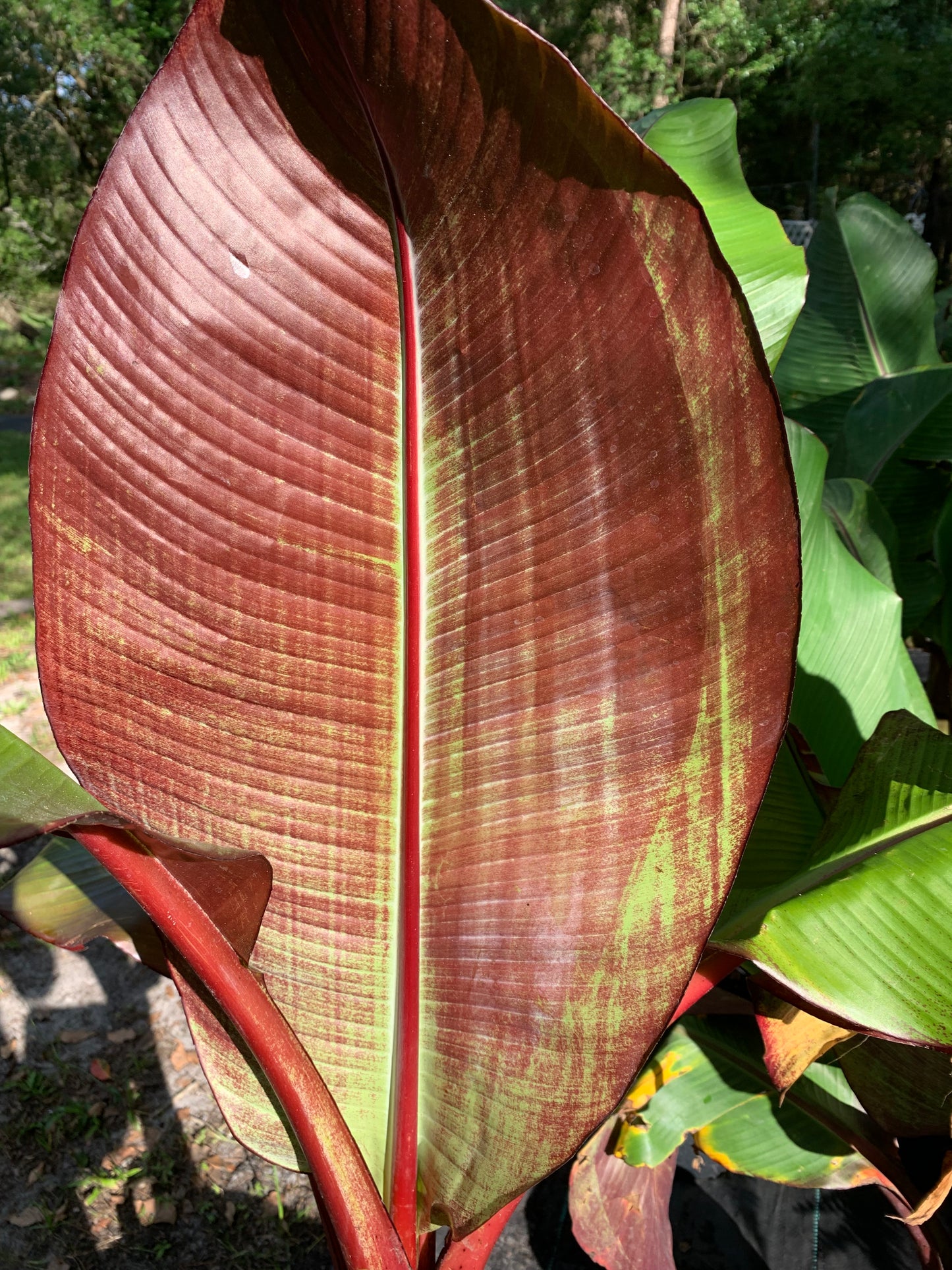 Banana ensete