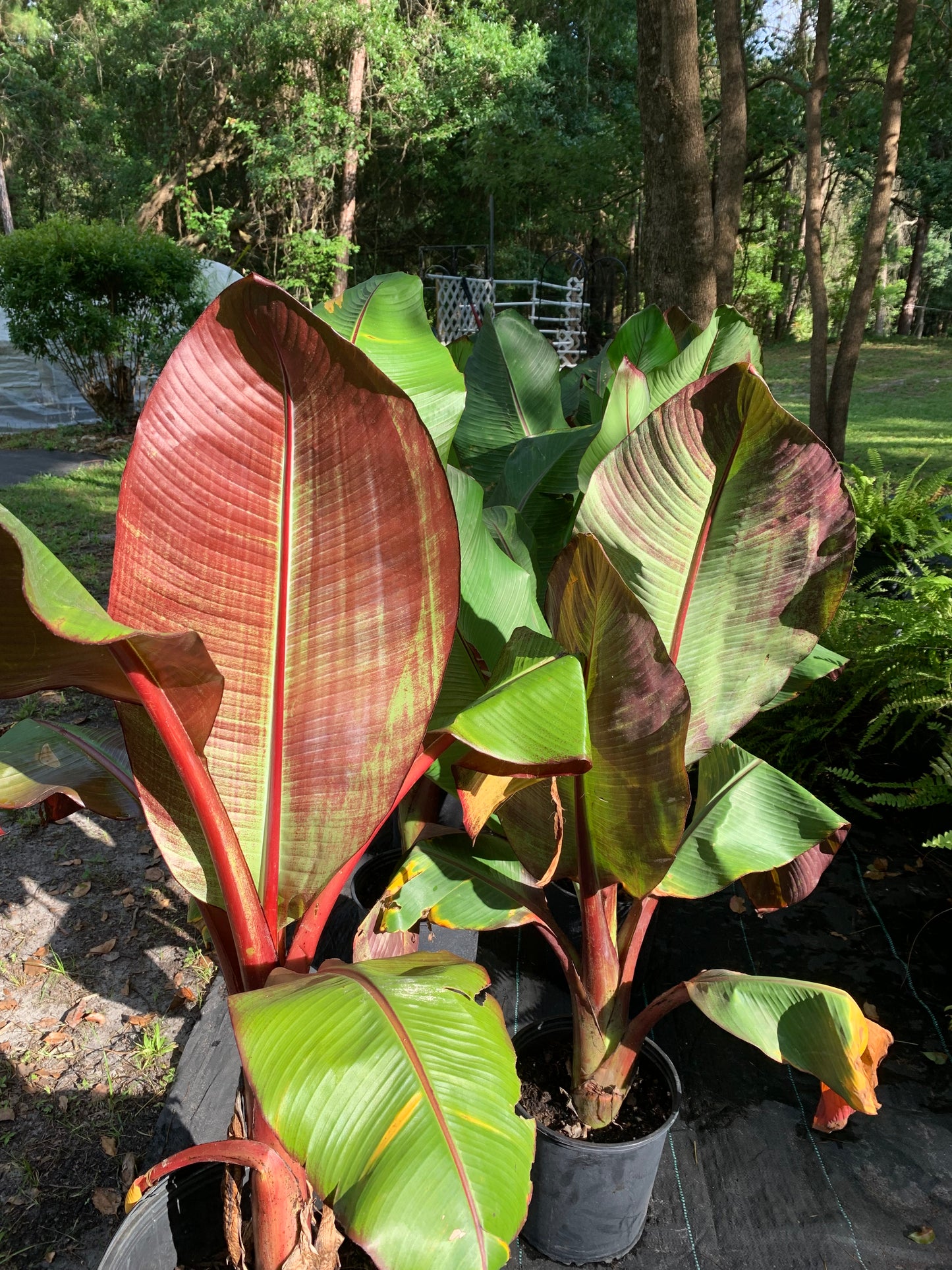 Banana ensete