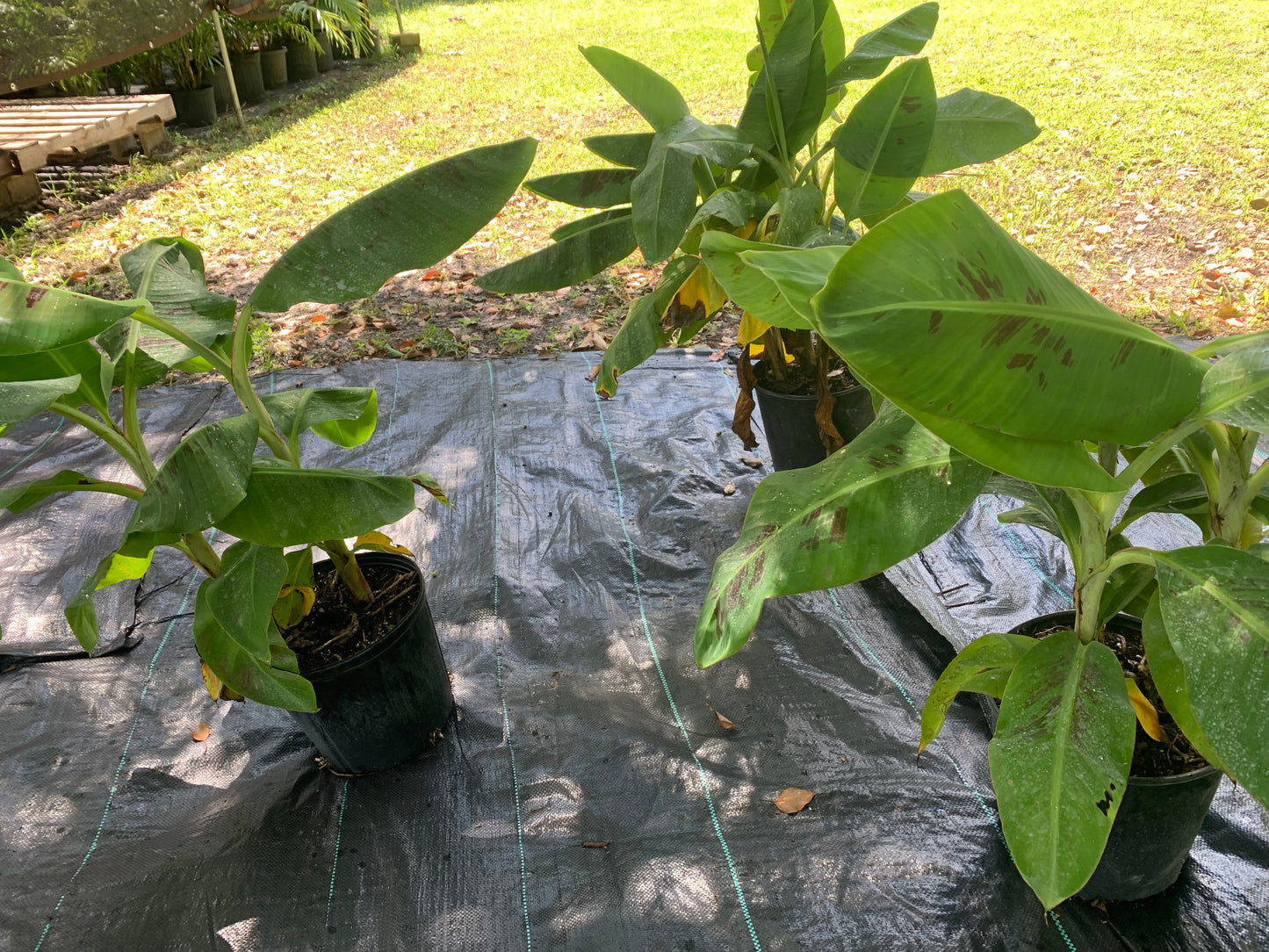 Dwarf Cavendish Banana Tree