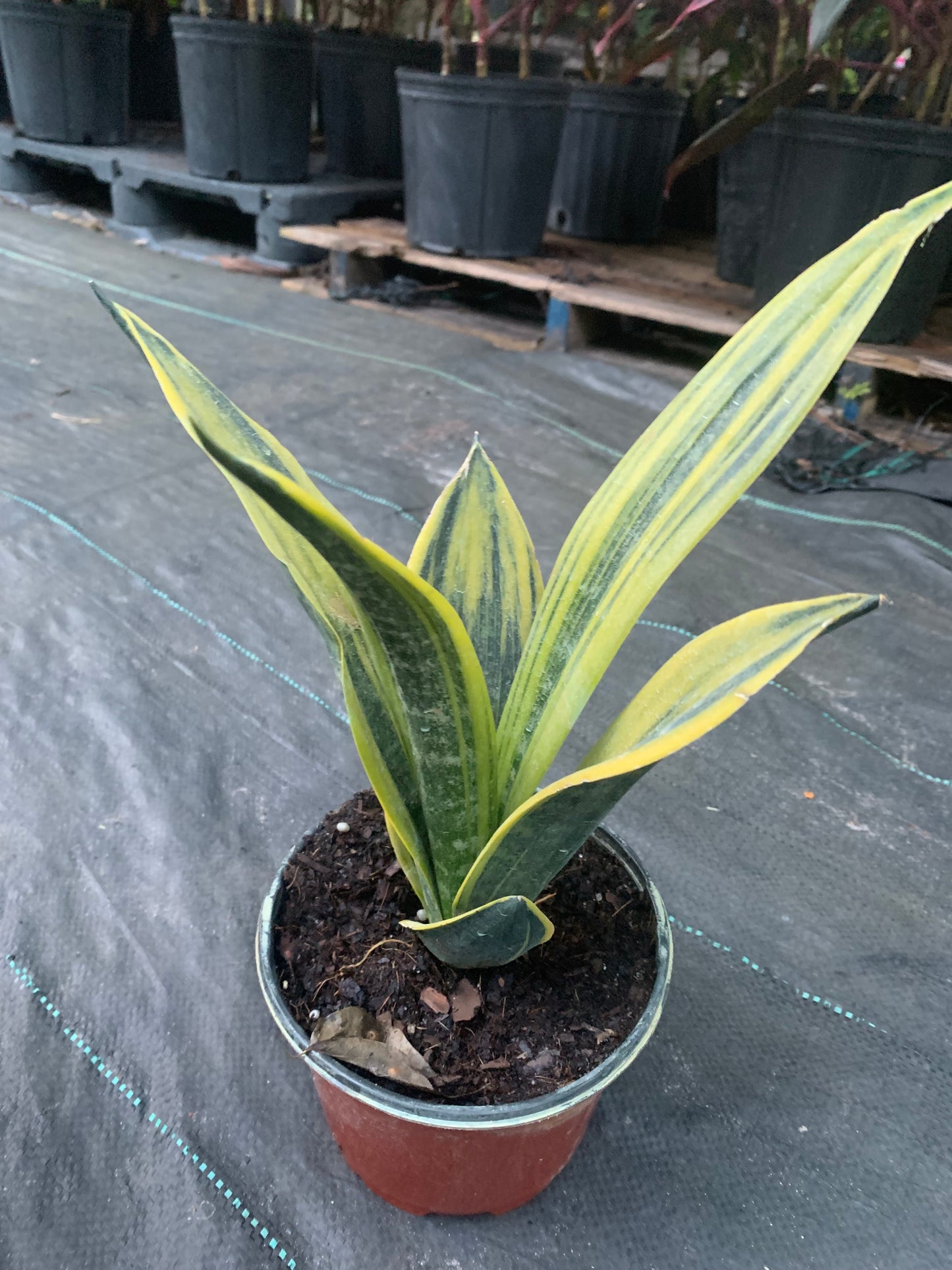 Snake plant robusta