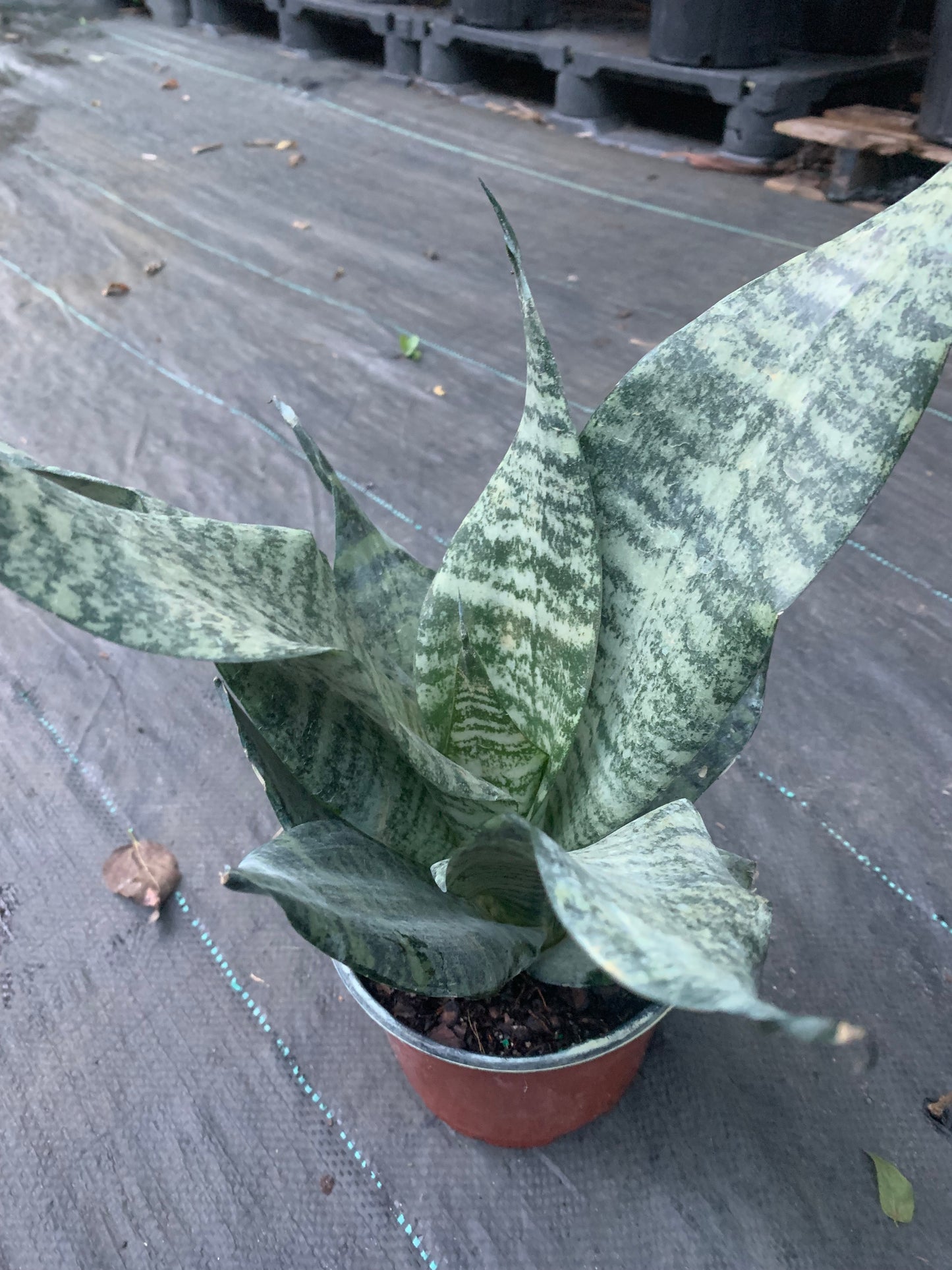 Black Sansevieria snake plant