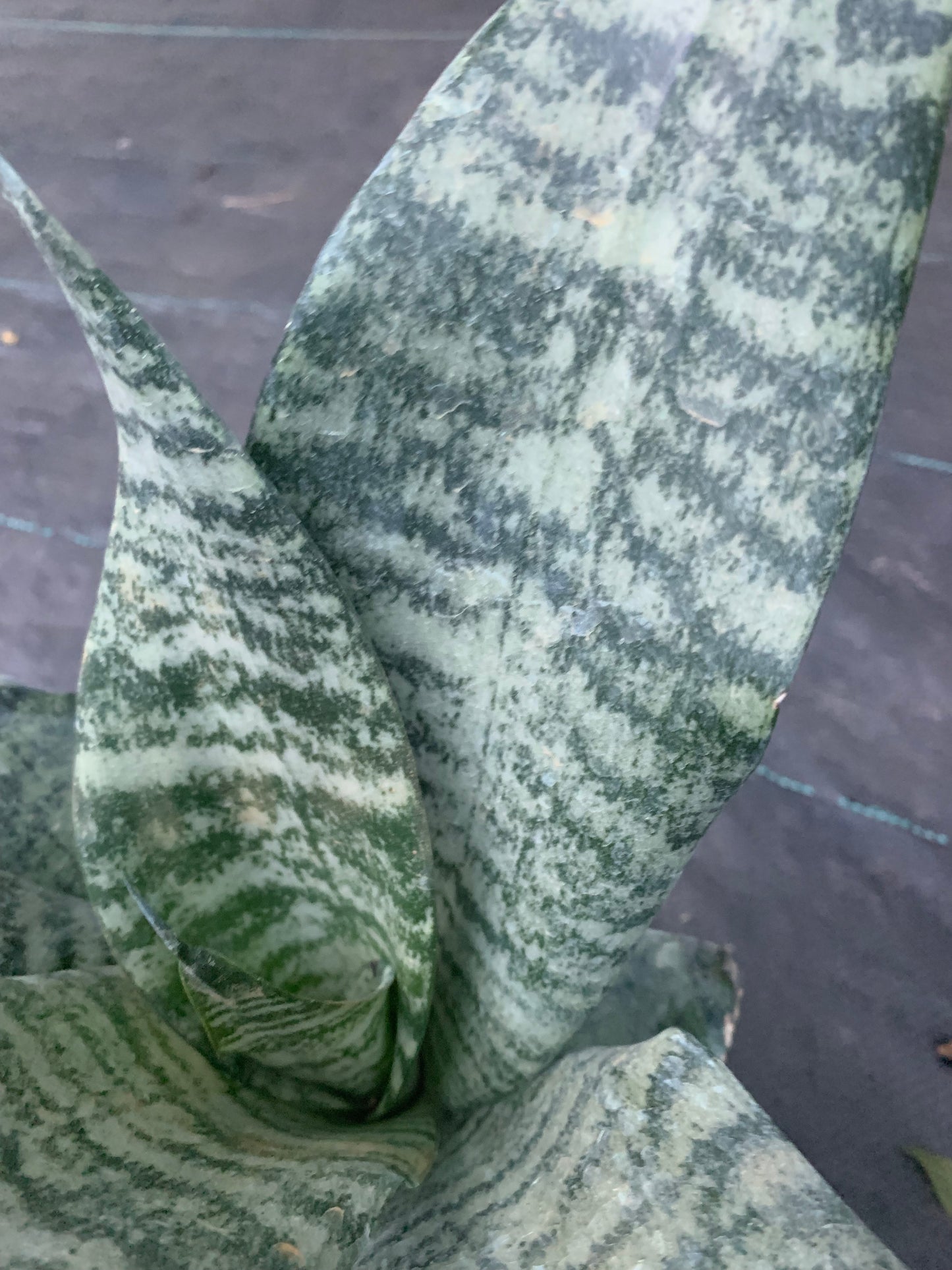 Black Sansevieria snake plant