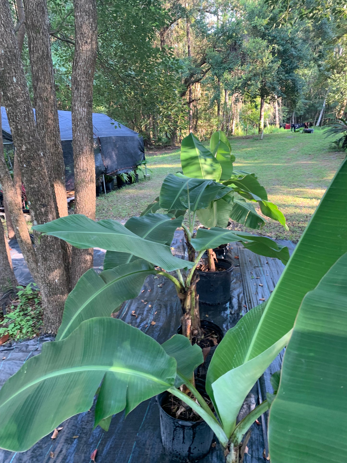 Goldfinger Banana tree 5 ft tall