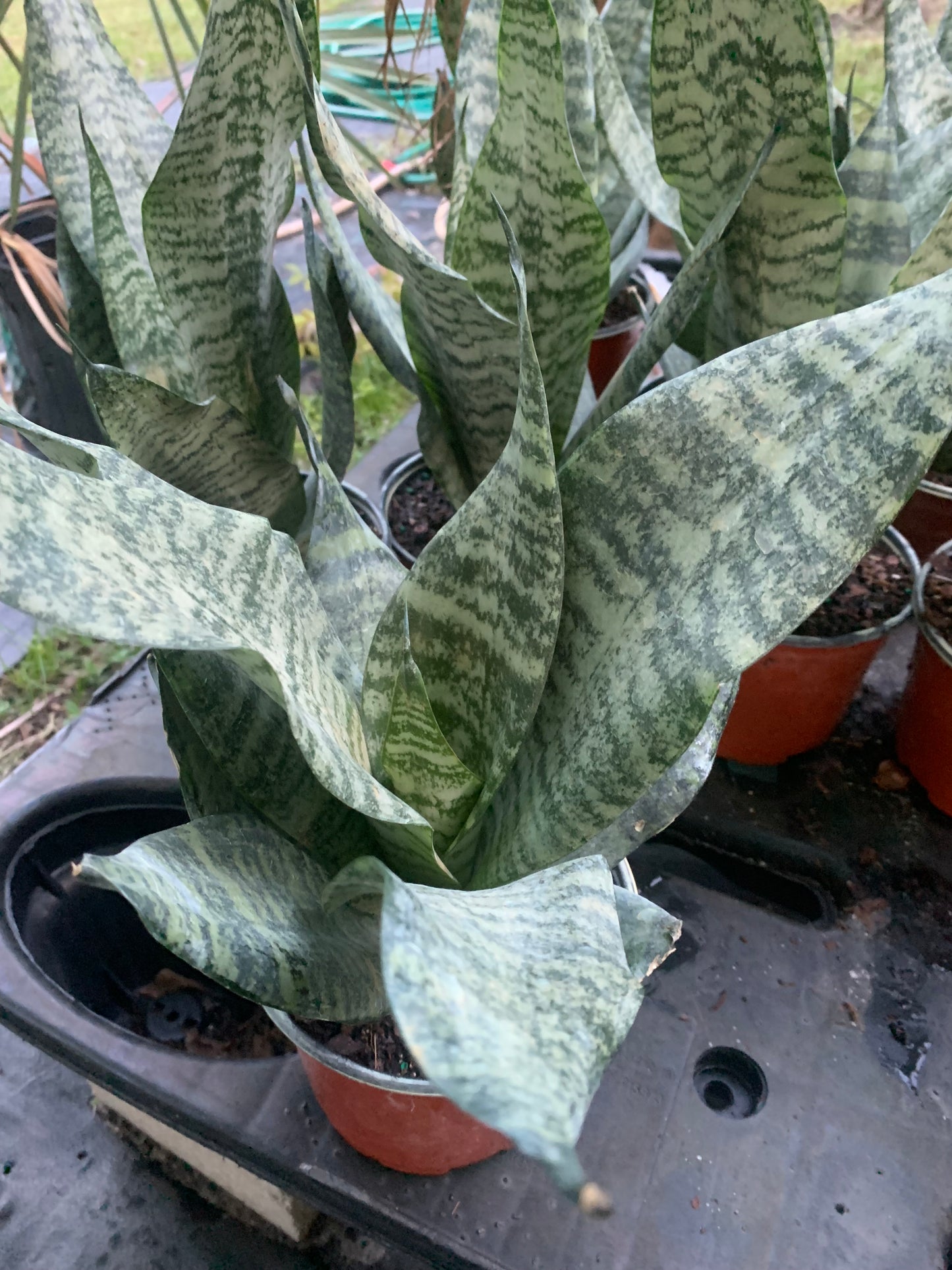 Black Sansevieria snake plant