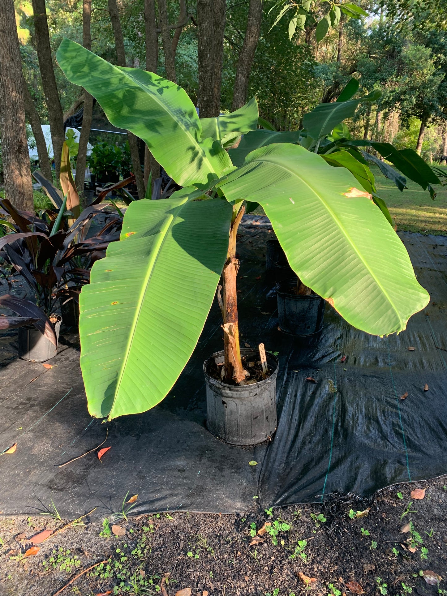 Goldfinger Banana tree 5 ft tall