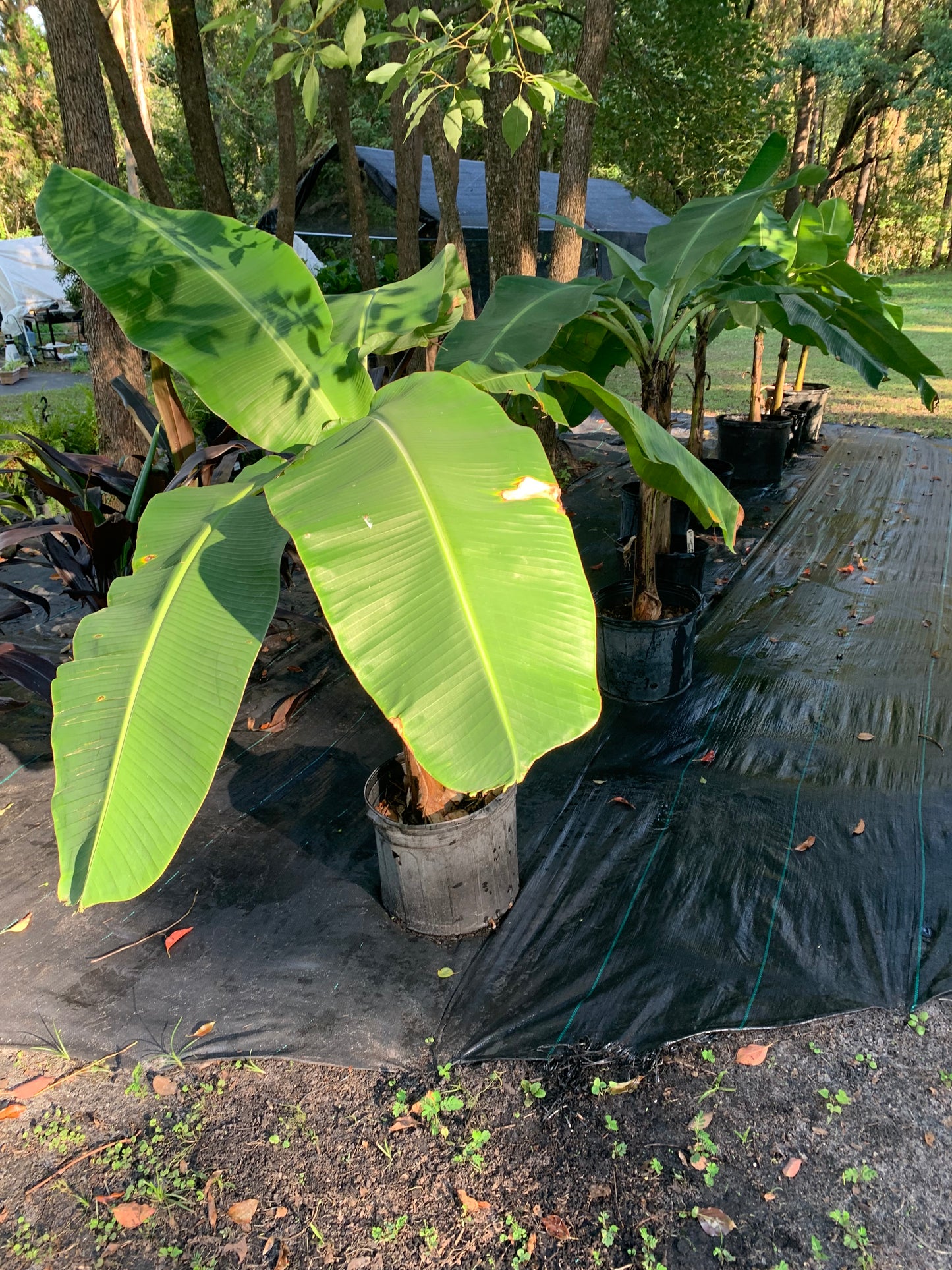 Goldfinger Banana tree 5 ft tall