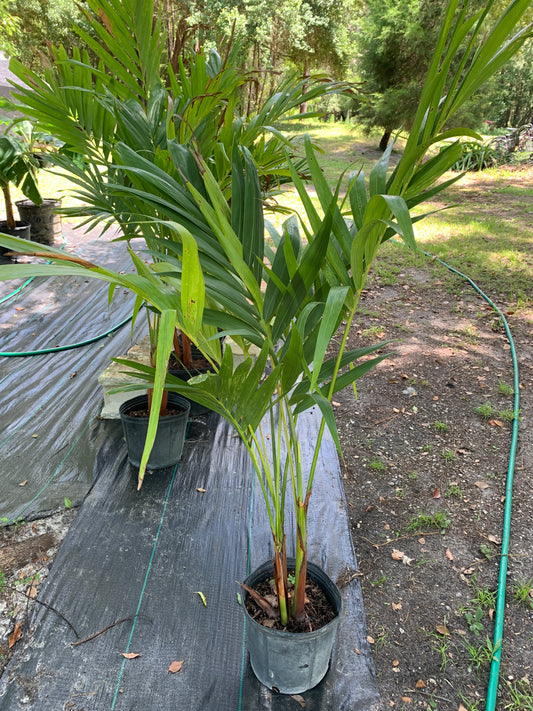 Christmas Tree Palm (Xmas Palms)