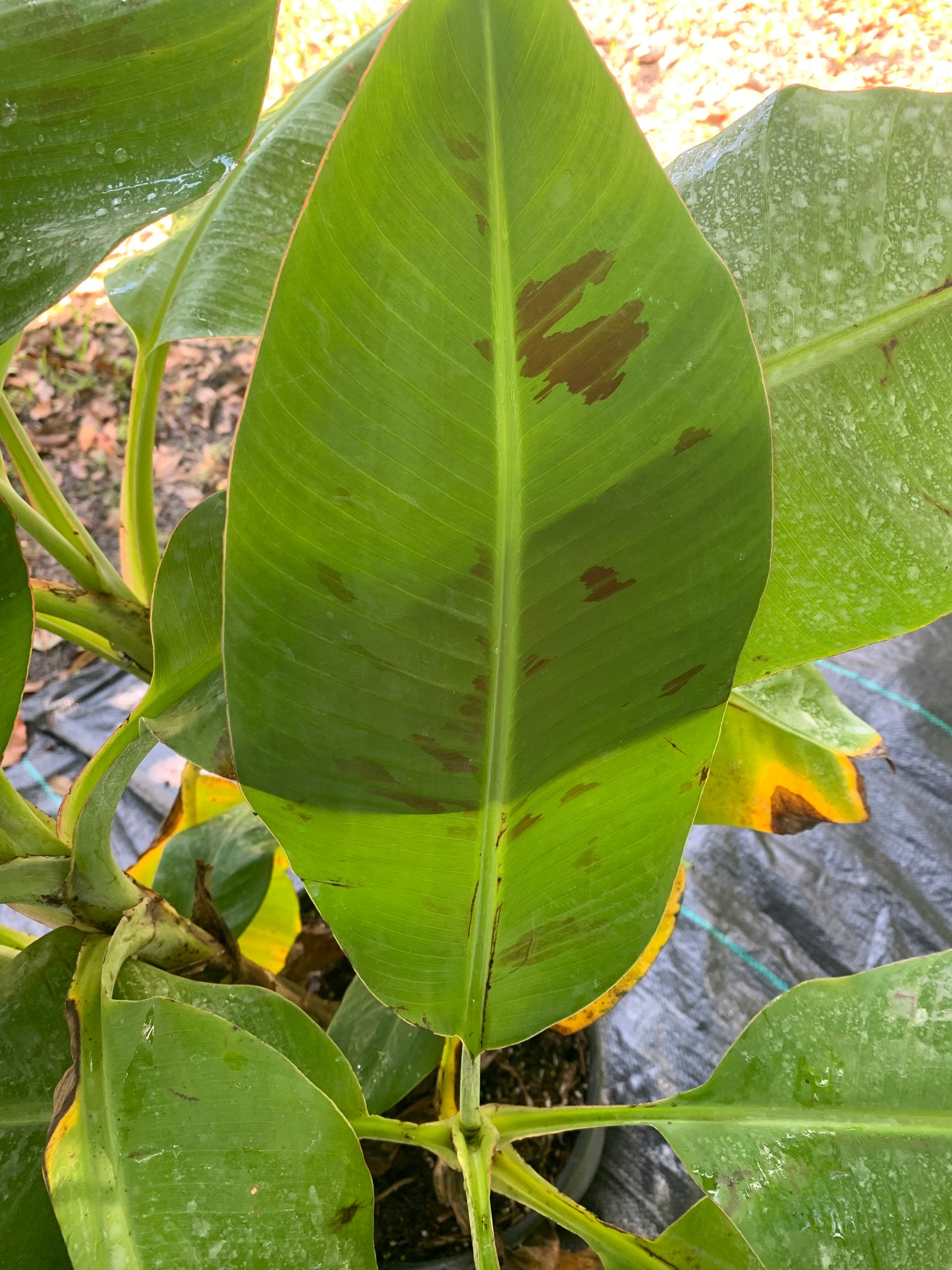 Dwarf Cavendish Banana Tree