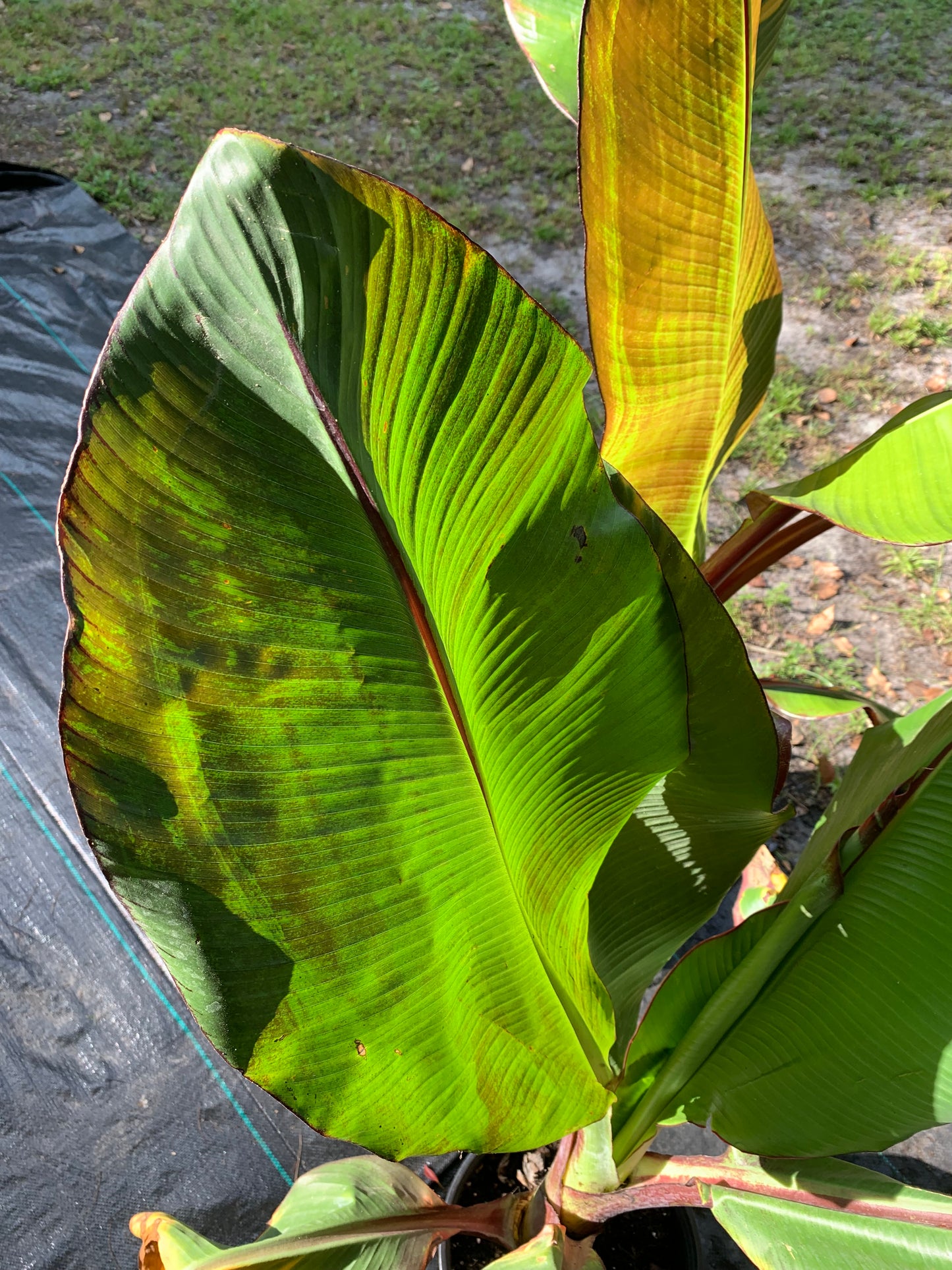 Banana ensete