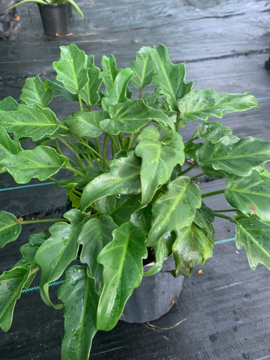 Philodendron Xanadu