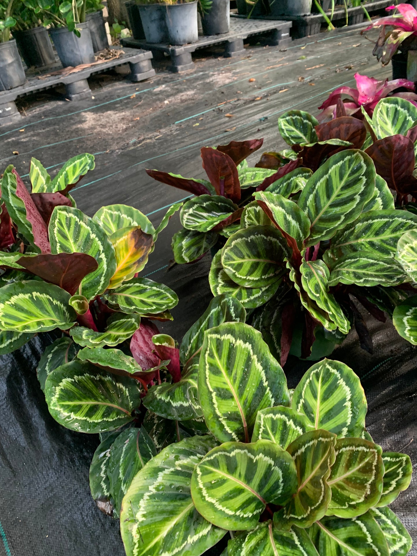 Calathea Prayer Plant