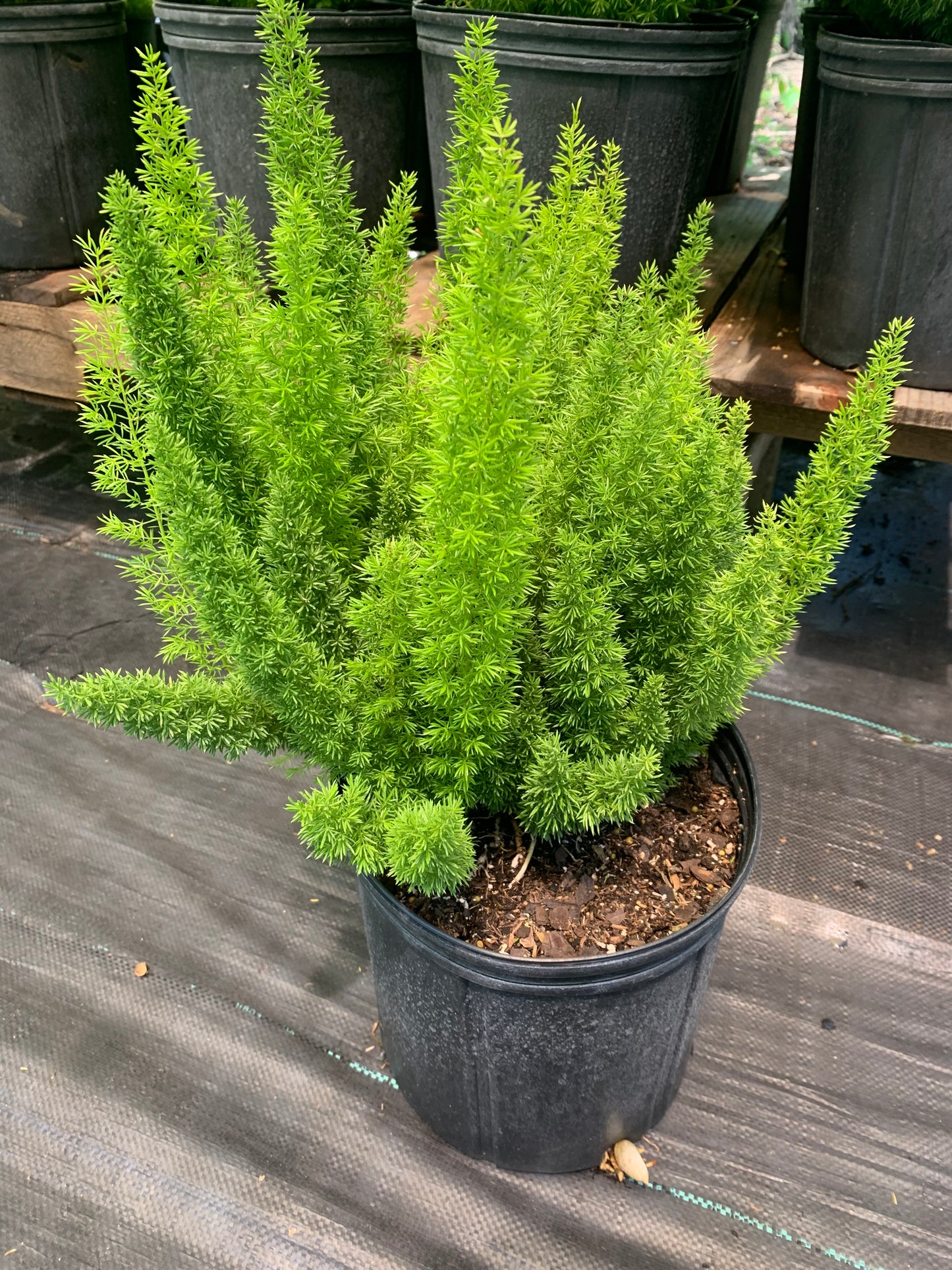 Foxtail fern