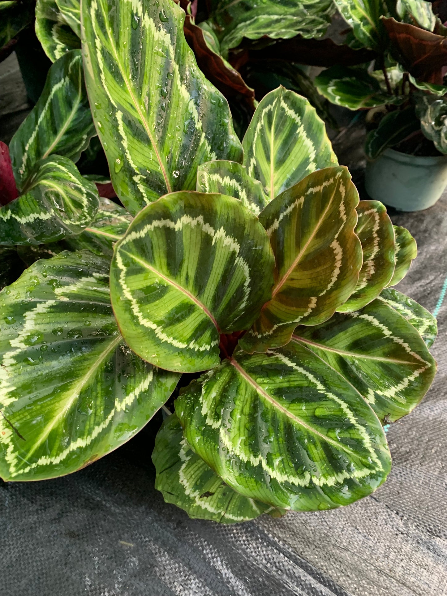 Calathea Prayer Plant