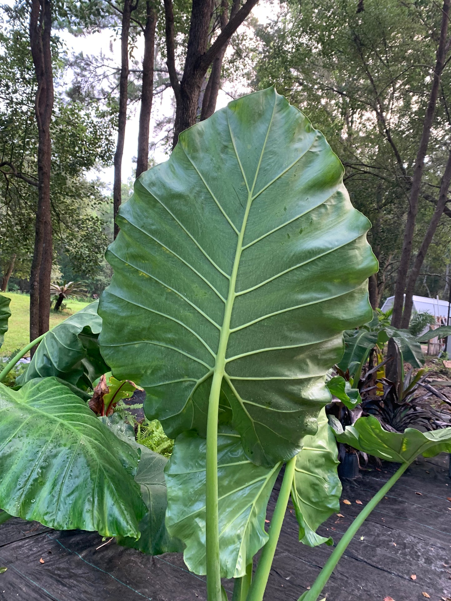 Alocasia borneo giant 6 feet tall