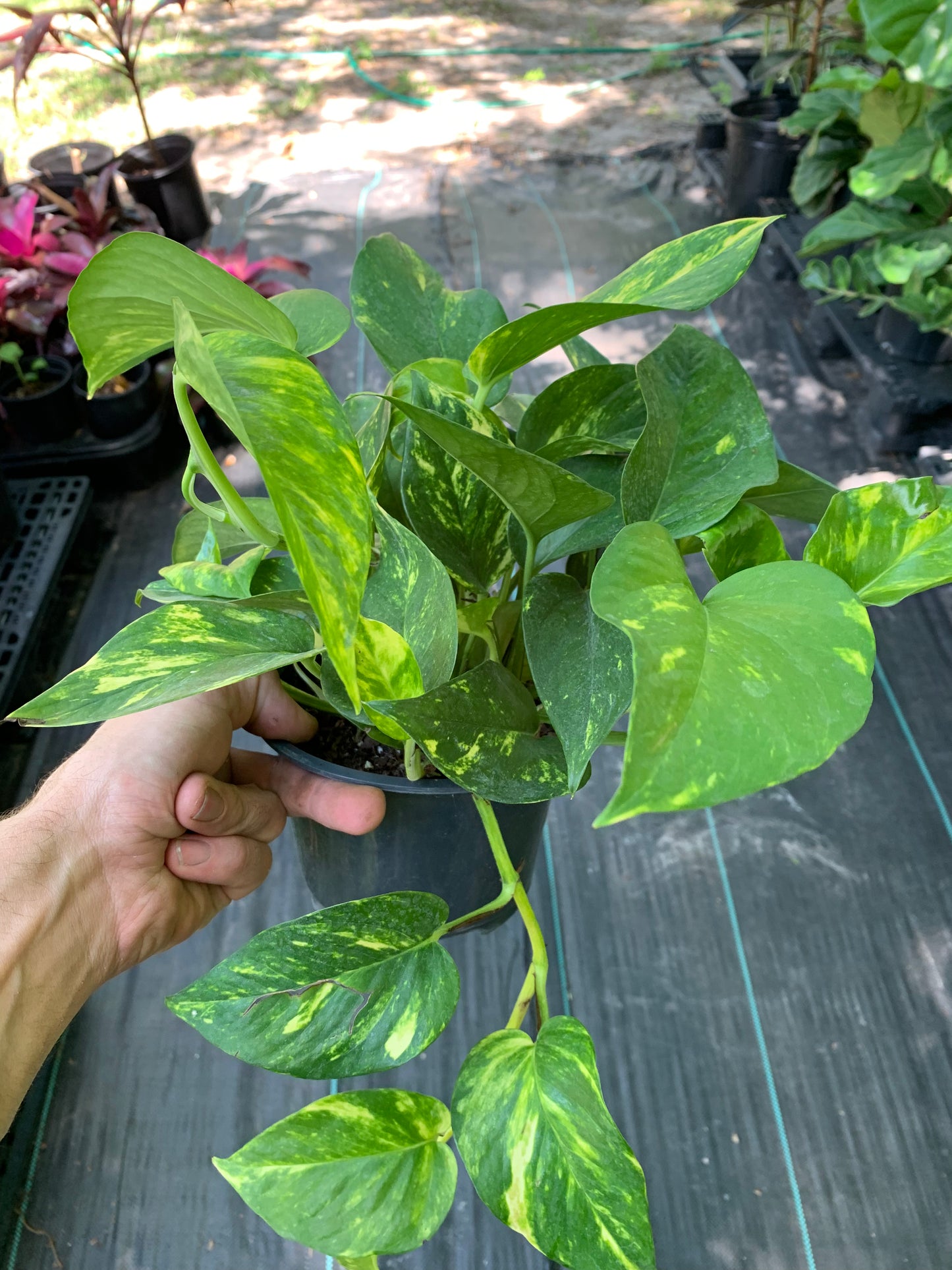 Pothos gold