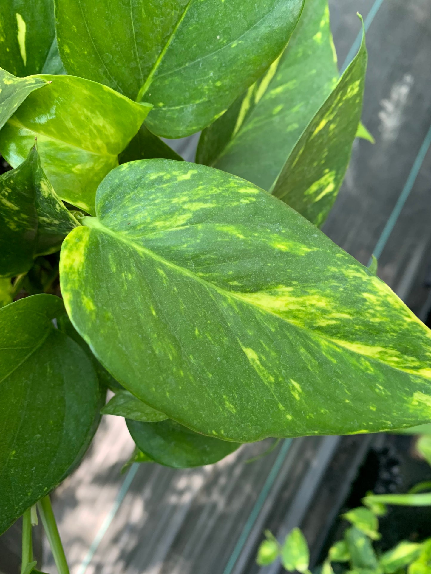 Pothos gold