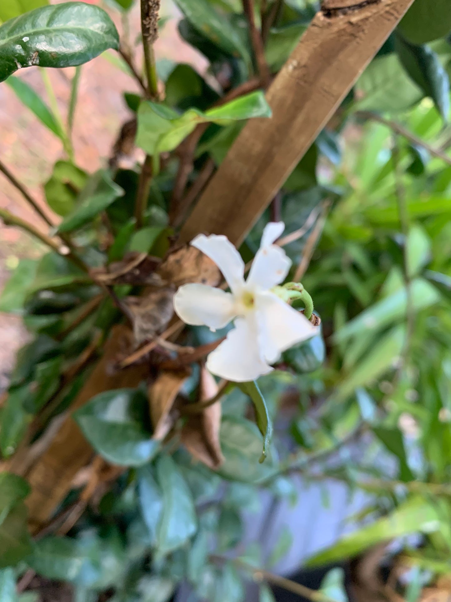 Confederate Jasmine