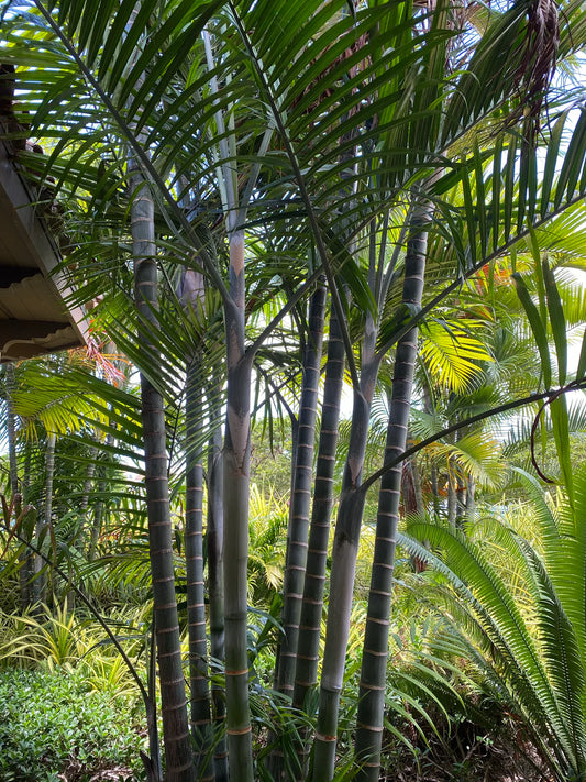 Cabadae Palm (Dypsis Cabadae)