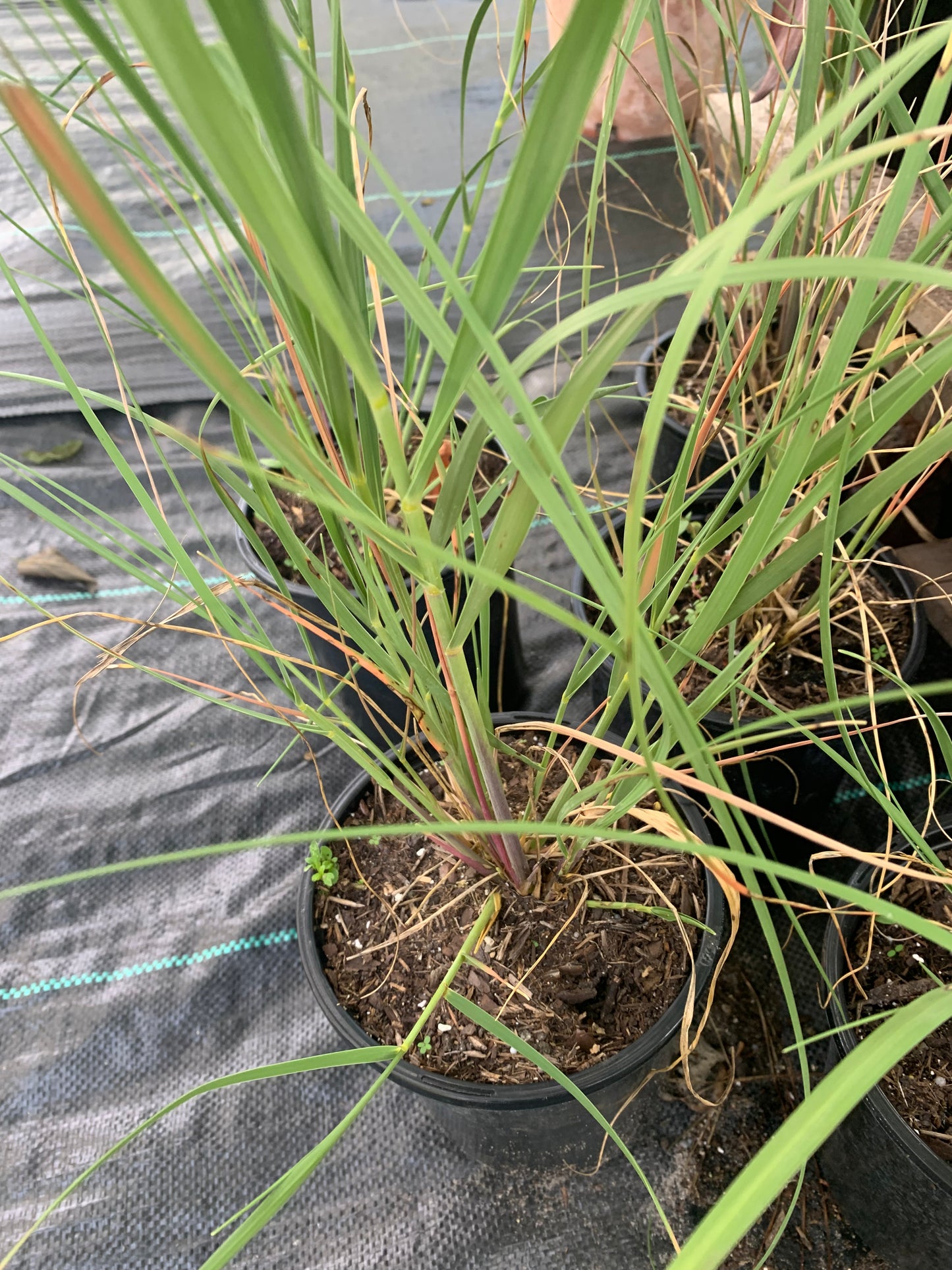 Sea oat grass