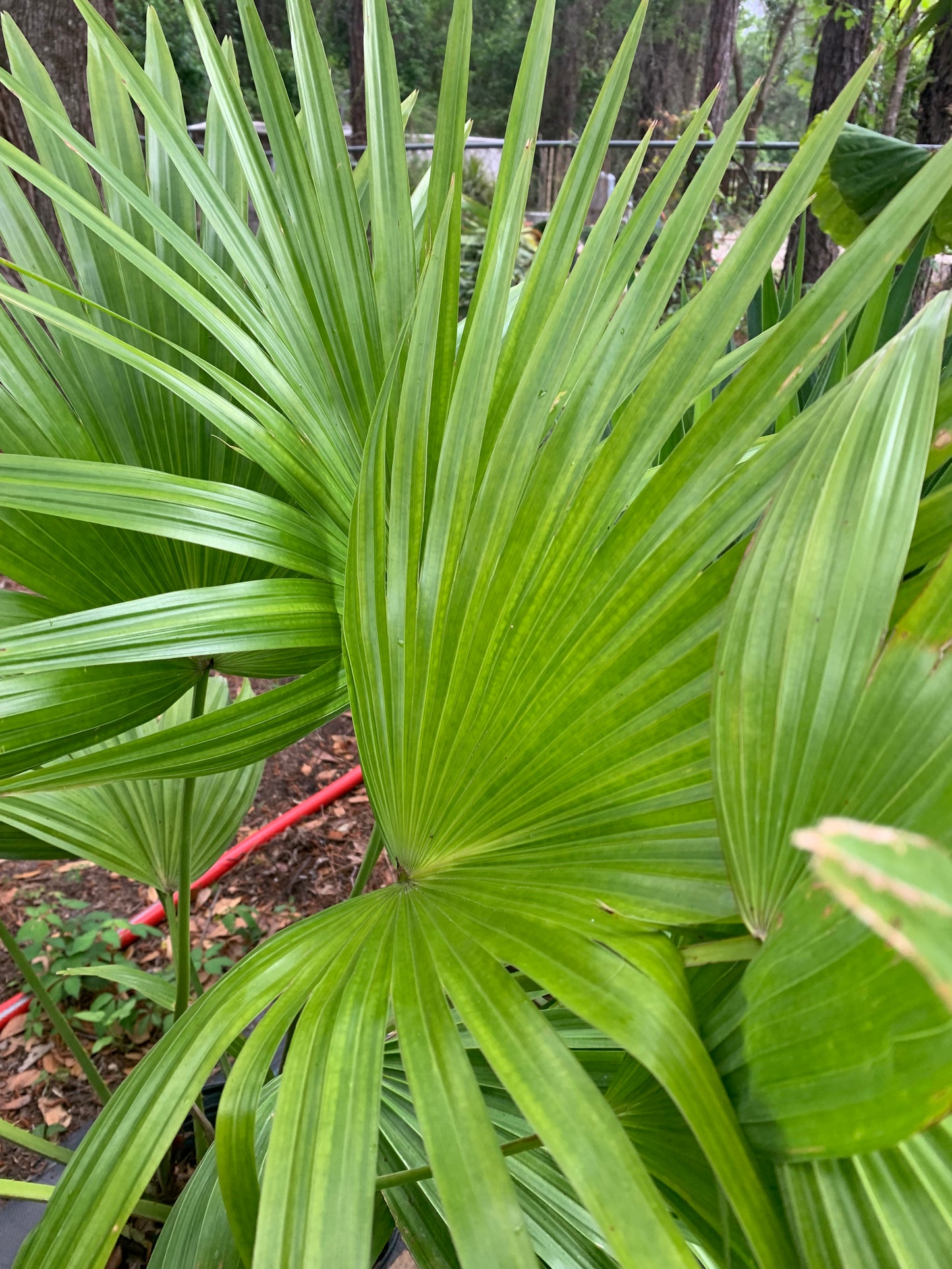 Chinese Fan Palm