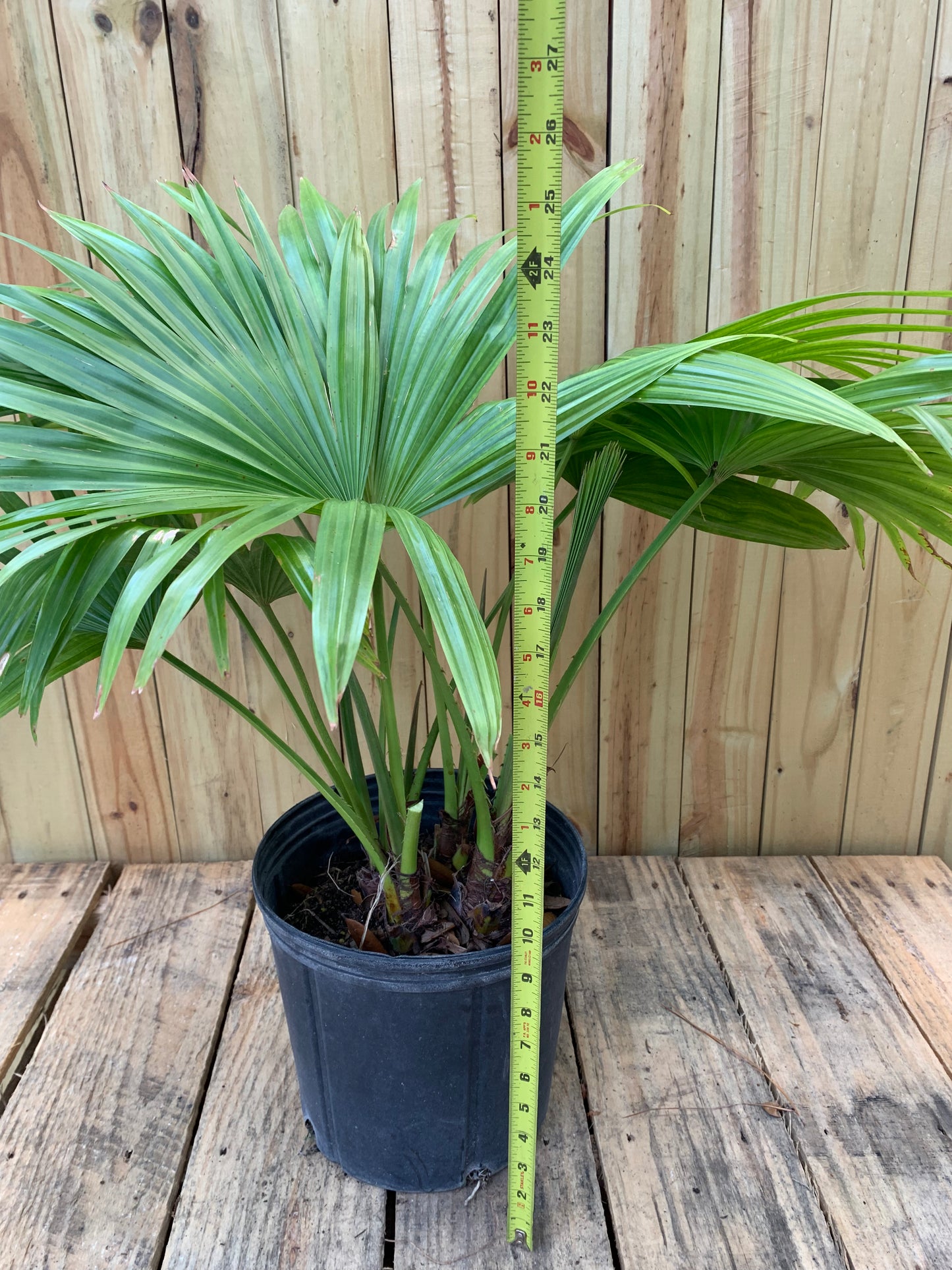 Chinese Fan Palm