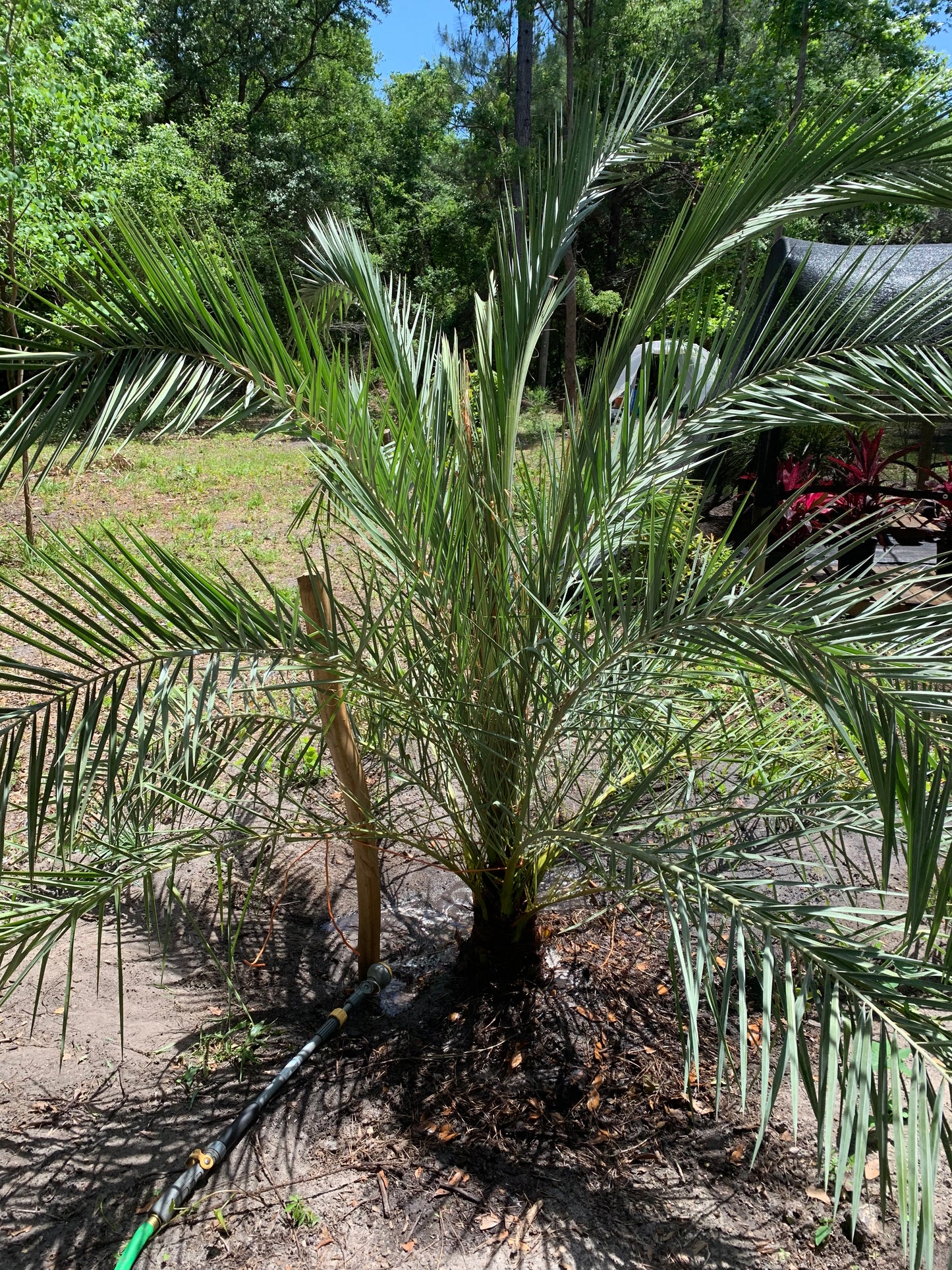 Sylvester Palm