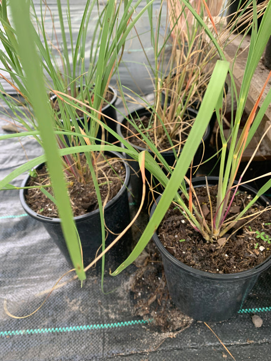 Sea oat grass