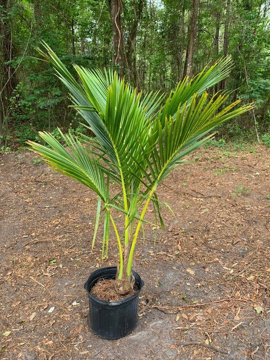 Green Malayan Dwarf Coconut Tree