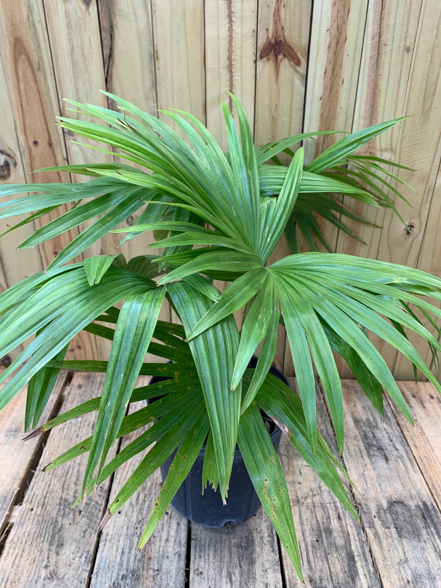 Chinese Fan Palm