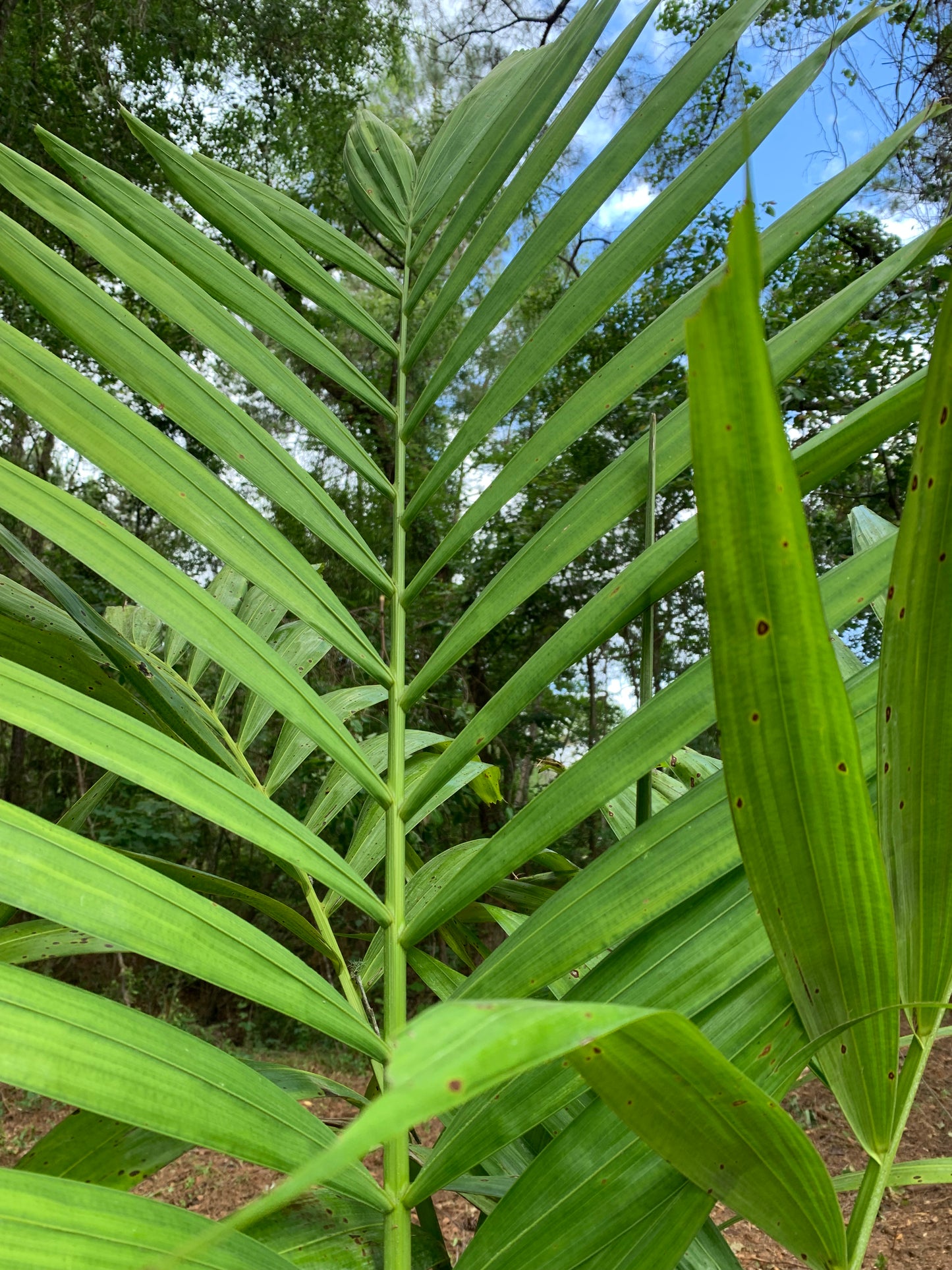 Alexander palm