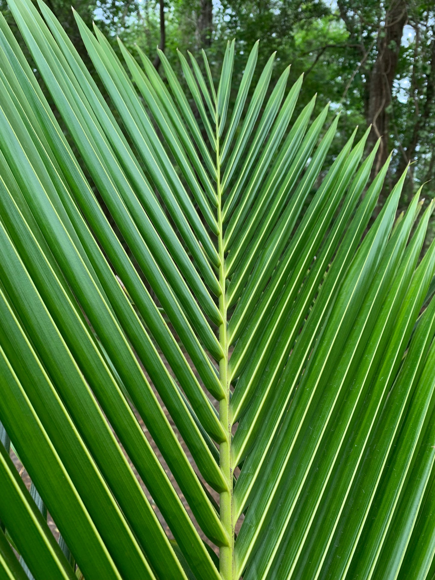 Green Malayan Dwarf Coconut Tree