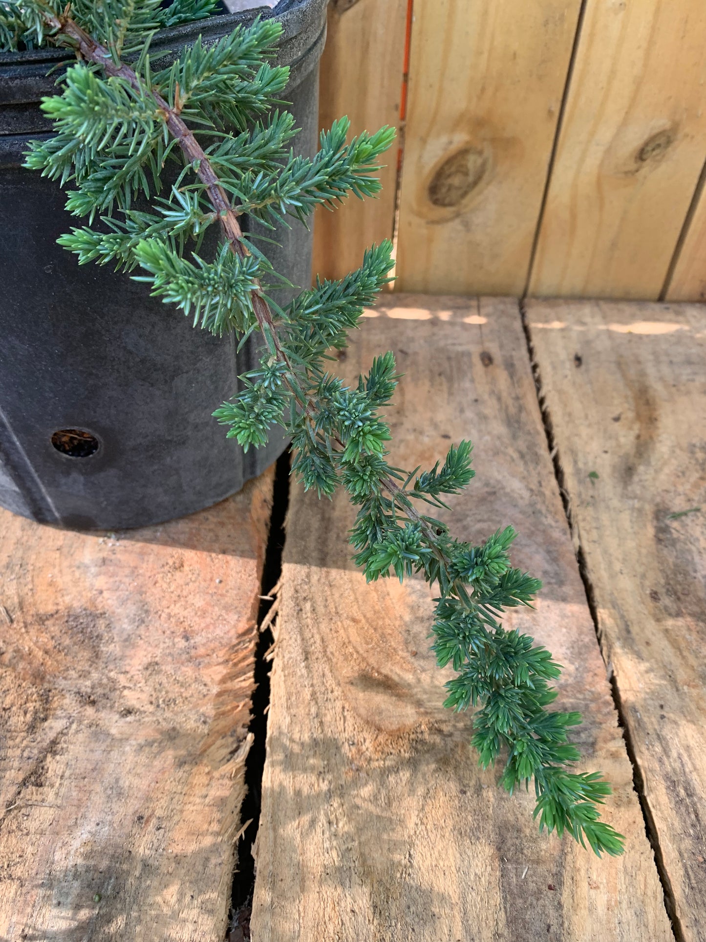 Blue Pacific Shore Juniper 3 Gallon