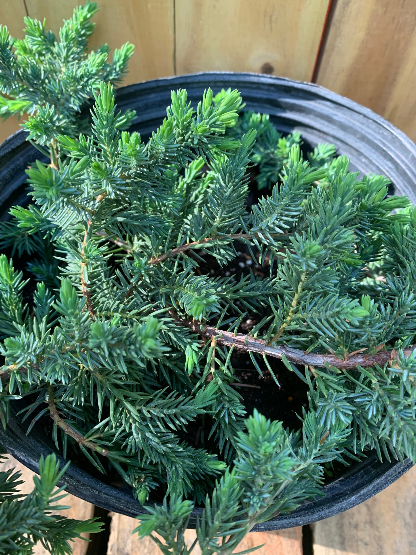 Blue Pacific Shore Juniper 3 Gallon