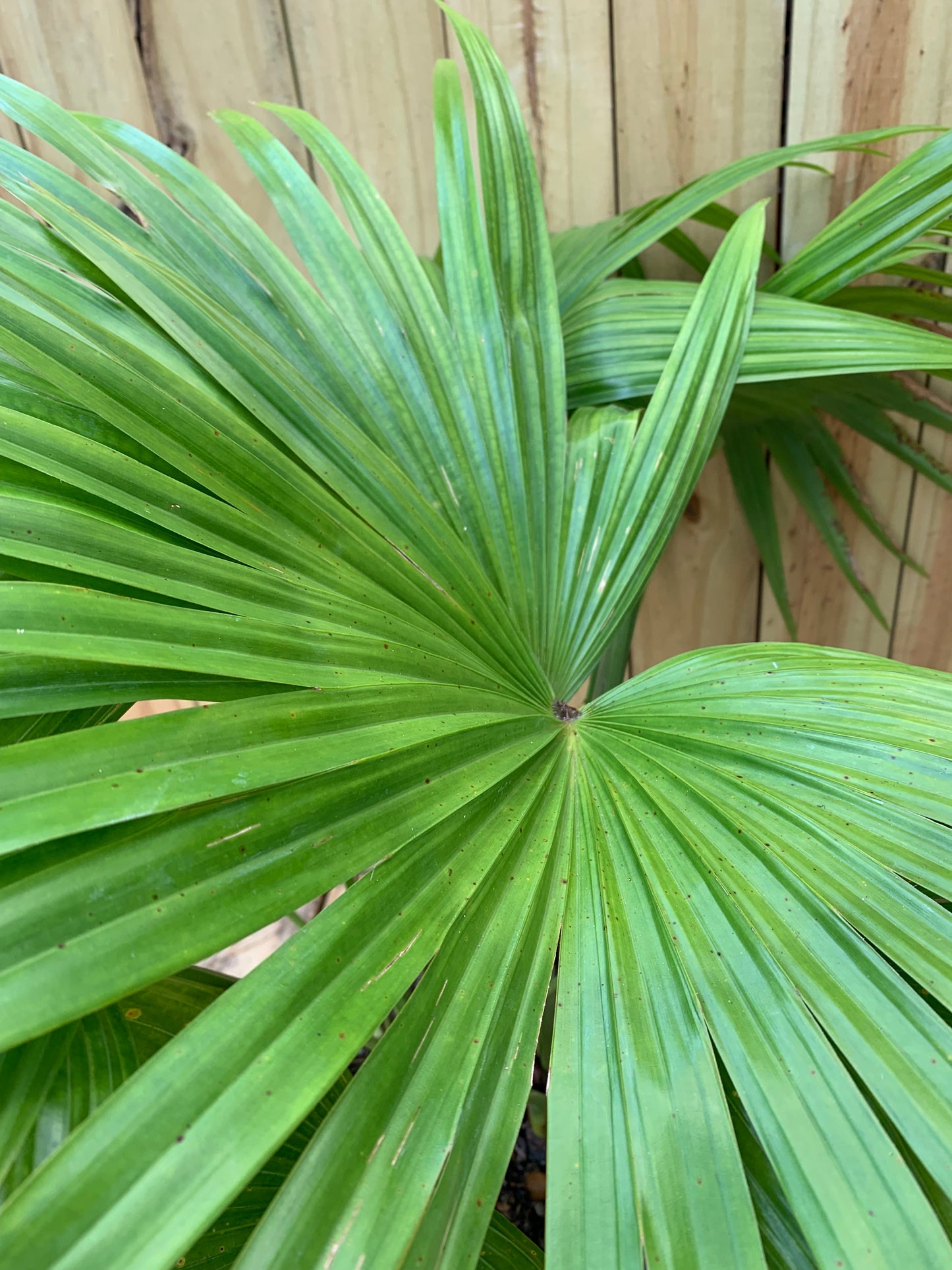 Chinese Fan Palm