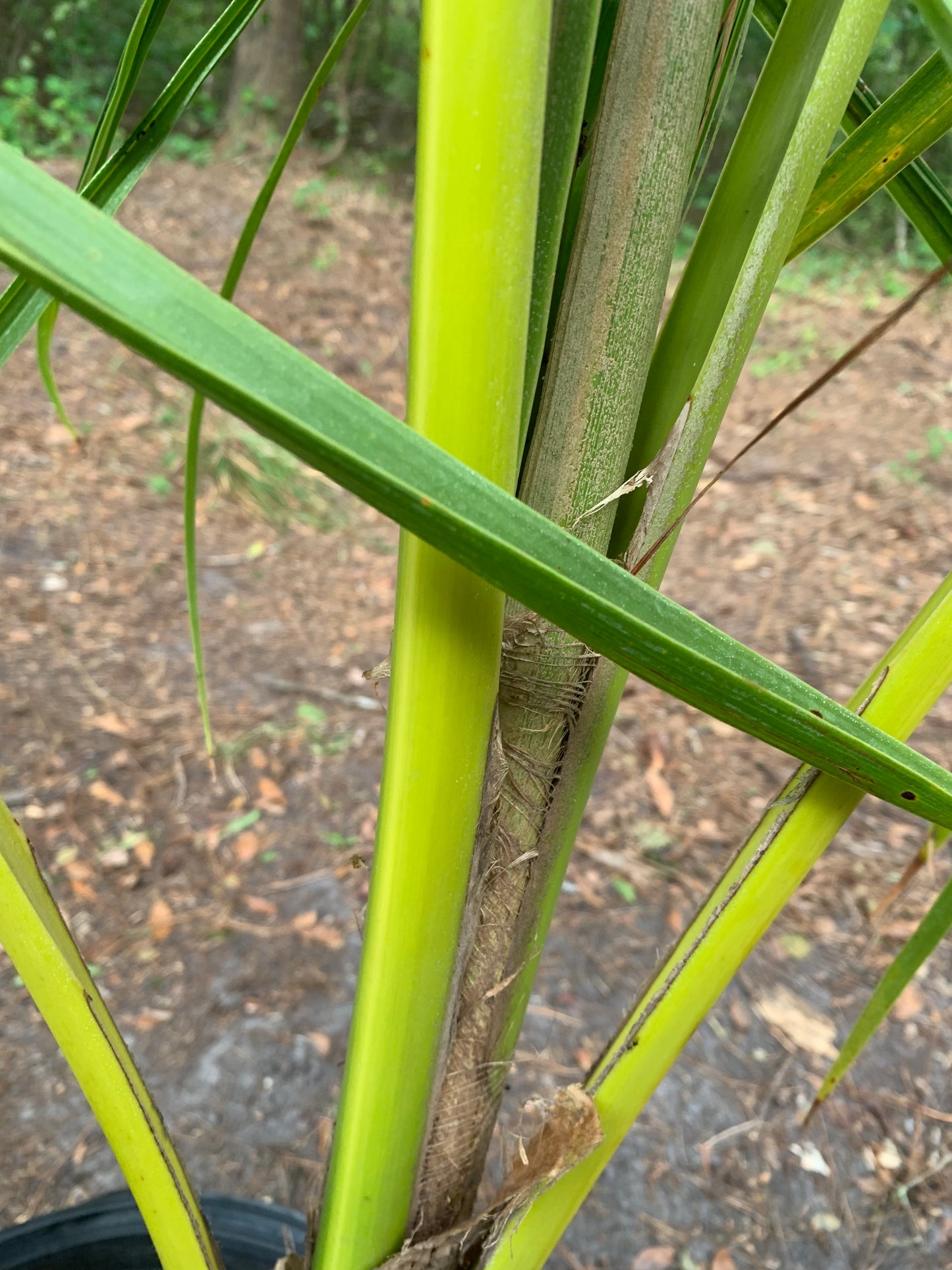 Green Malayan Dwarf Coconut Tree