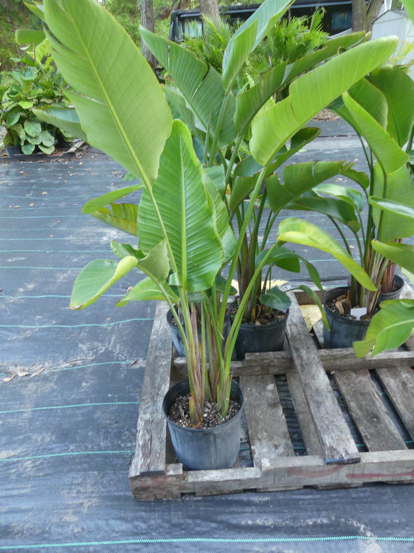 Bird of Paradise White flowers 2-3 FEET TALL