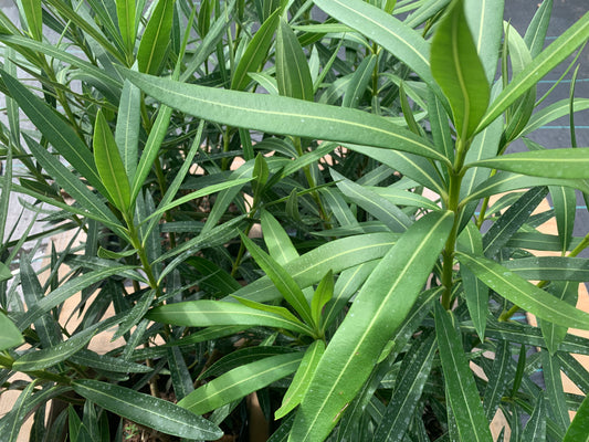 Oleander white flower